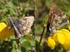Pyrgus sp.
